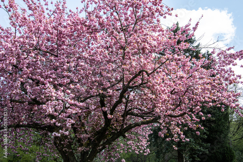 Japanese cherry blossom