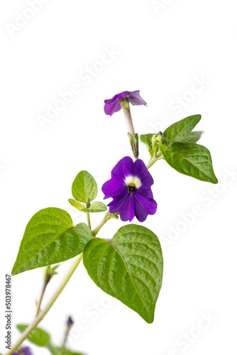 browallia americana flower, also known as amethyst flower or bush violet, closeup view of small deep blue-purple blossom isolated on white background, macro