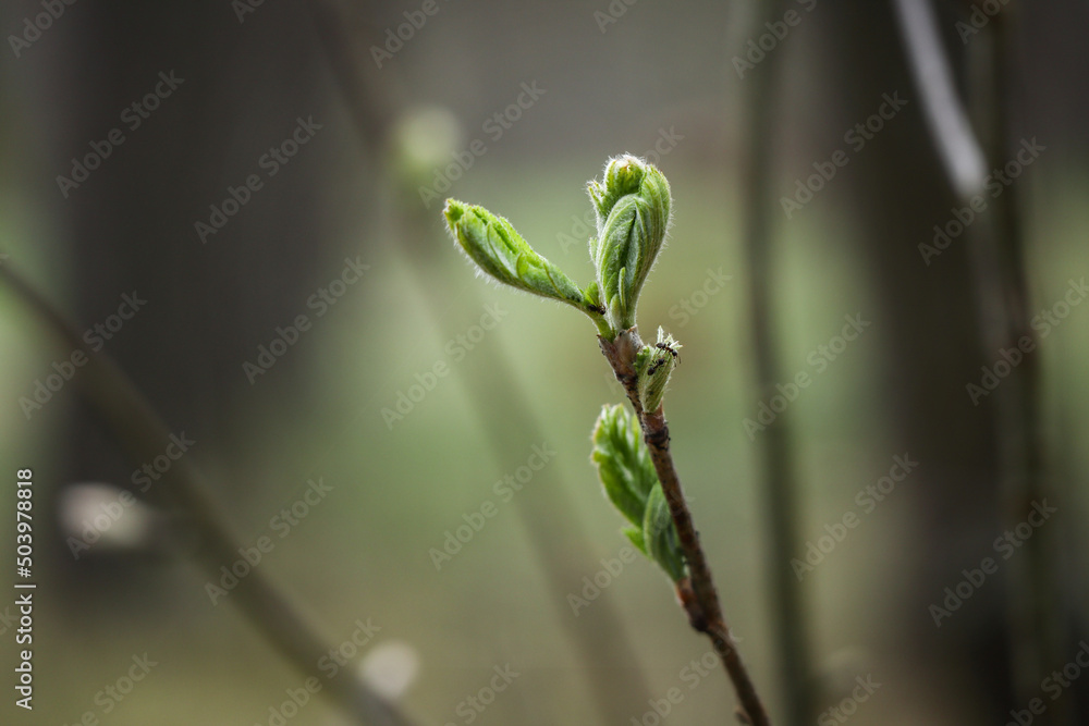 Three ants in action on a newly opening tree leaves in the forest with green blurred background