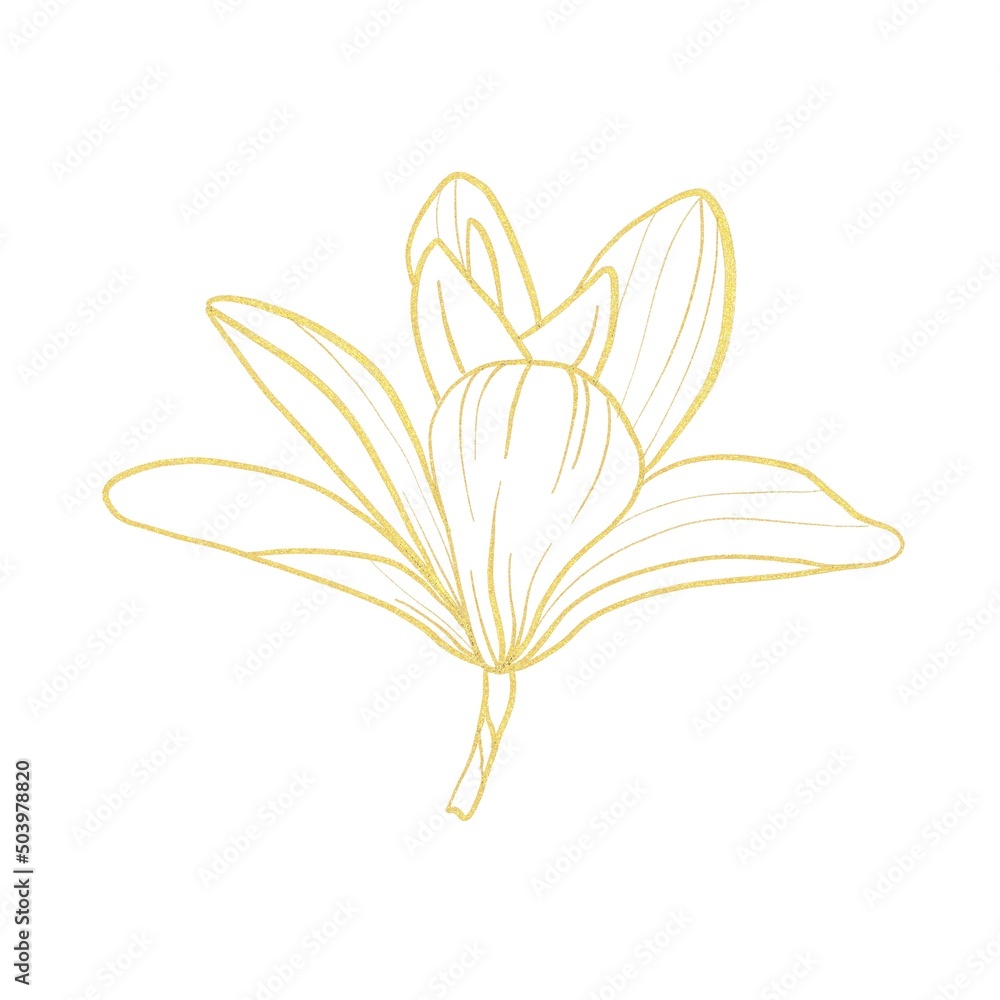 Gold line magnolia flower isolated on white