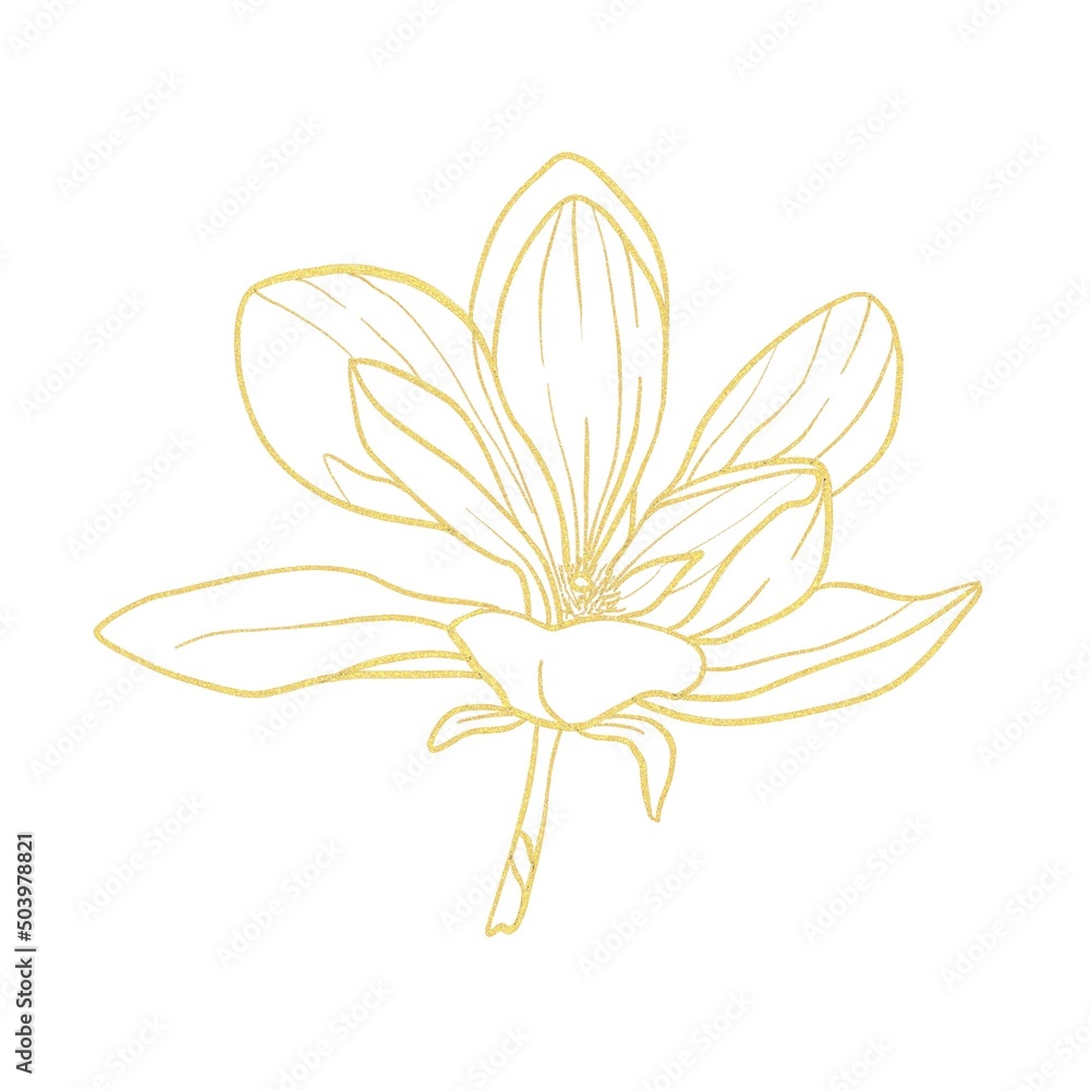 Gold line magnolia flower isolated on white background