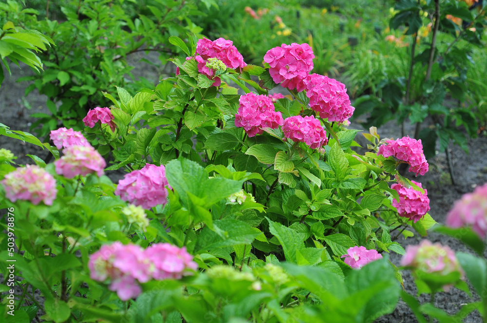 Raspberry and pink hydrangea  flowering bushes with green leaves growing in the garden in summertime. Growing plants and flowers or landscaping concept. 