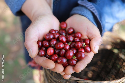 hand plantation coffee red berries  in farm harvesting Robusta and arabica  coffee berries by agriculturist hands,Worker Harvest arabica coffee berries on its branch, harvest concept.
