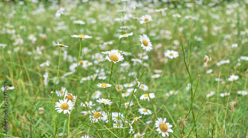 Field of daisies on summer sunny day.