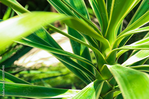 Abstract image of the strap-like leaves of a large tropical plant.
