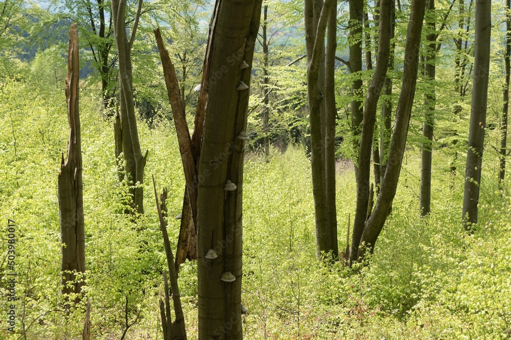 Naklejka premium forest natural landscape of northern bohemia