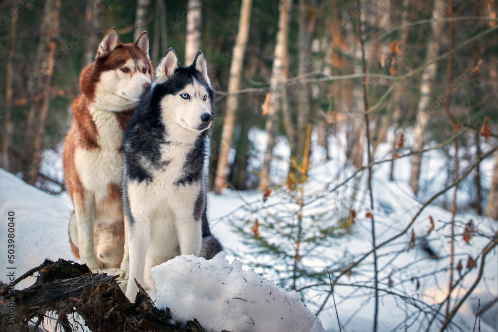 Fototapeta premium Siberian Huskies dogs on the walk in the winter forest. Copy space.