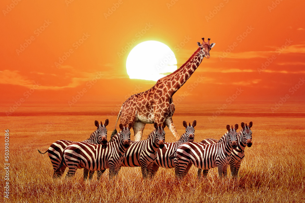 Obraz premium Group of wild zebras and giraffe in the African savanna at sunset. Wildlife of Africa. Tanzania. Serengeti national park. African landscape.