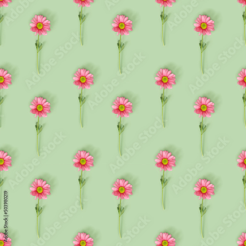 Seamless pattern with pink flowers on mint green color background. Summer time minimal concept. Chrysanthemum daisy blooming flower. Creative still life summer, floral element
