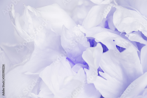Closeup white peony flower, blurred macro petals very peri color, natural floral background. Natural fresh blossoming flower petals. Spring blooming, aesthetic flowery nature fon