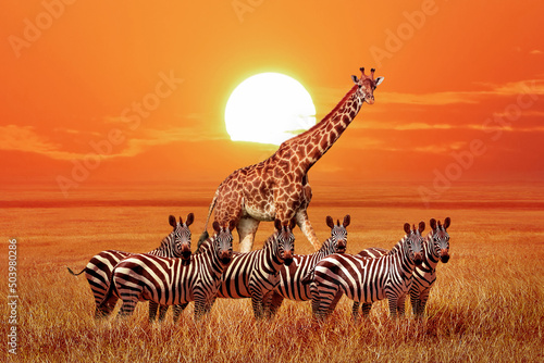 Group of wild zebras and giraffe in the African savanna at sunset. Wildlife of Africa. Tanzania. Serengeti national park. African landscape.