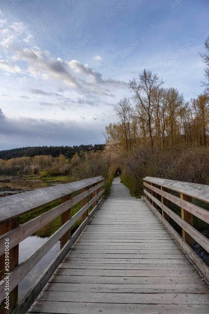 View of a Wooden Path with green fresh trees in Shoreline Trail, Port Moody, Greater Vancouver, British Columbia, Canada. Trail in a Modern City during a Sunny Spring Sunset.