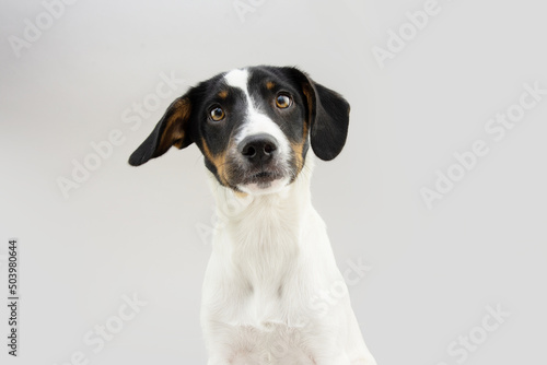 Portrait puppy dog with surprised expression face. Isolated on gray background