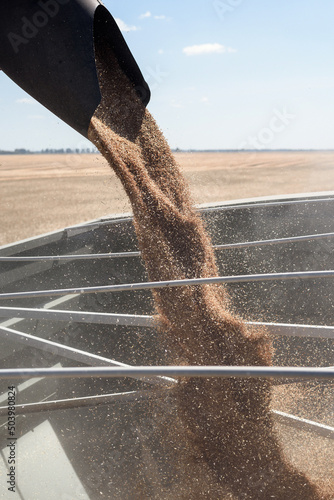 The combine unloads the harvested grain in the trailer to the tractor in the field close up