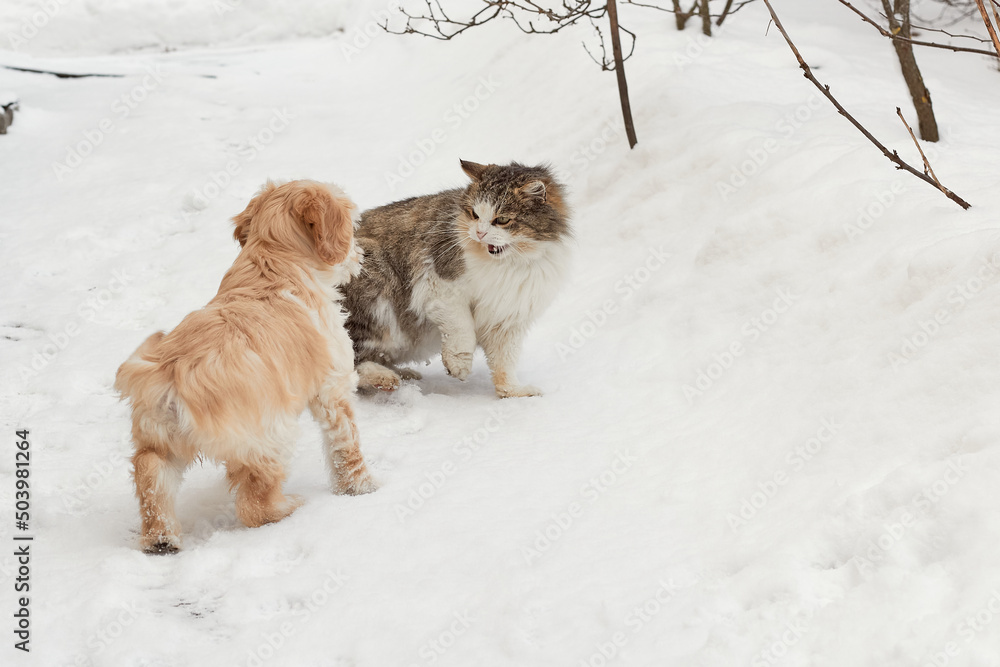 Puppy dog and adult cat. The dog wants to play and the cat does not. Enmity between a dog and a cat. Cat and dog on the street in winter. Puppy dog and adult cat. The dog wants to play and the cat does not. Enmity between a dog and a cat. Cat and dog on the street in winter.