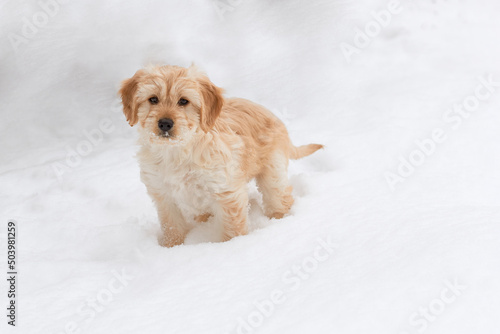 Beautiful dog puppy in the middle of the snow in winter. The dog walks in the snow. 