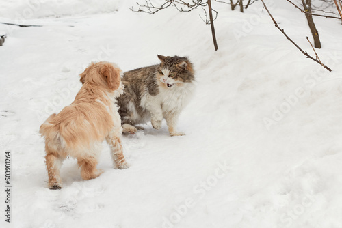 Puppy dog and adult cat. The dog wants to play and the cat does not. Enmity between a dog and a cat. Cat and dog on the street in winter.  © Live heavenly