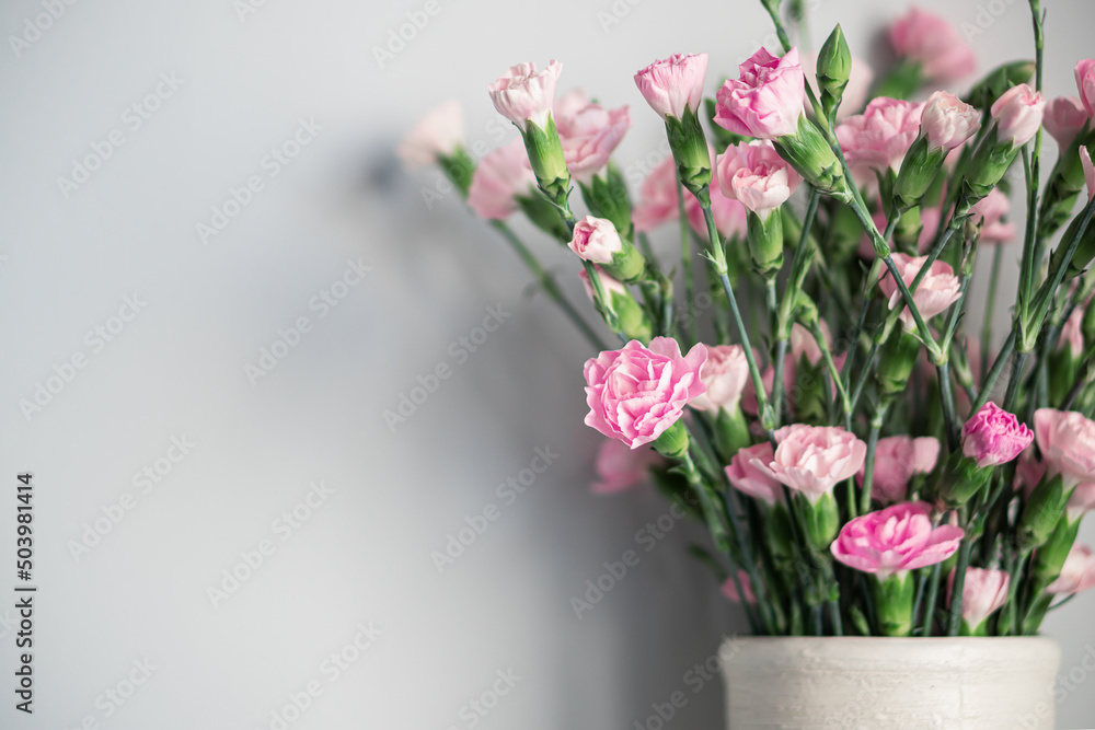 Delicate light pink carnation flowers on a light gray background