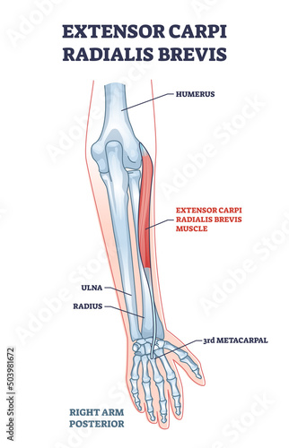 Extensor carpi radialis brevis muscle with arm and hand bones outline diagram. Labeled educational fusiform muscular system in lateral part of posterior forearm vector illustration. Wrist movement. photo