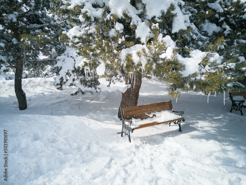 Wallpaper Mural Beautiful frozen water drop among pine tree leaves in the outdoor park, snowy winter day in Erzurum,Turkey,  Torontodigital.ca