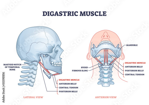 Digastric muscle with human facial neck and chin structure outline diagram. Labeled educational scheme with hyoid, fibrous sling, posterior belly and central tendon structure vector illustration.