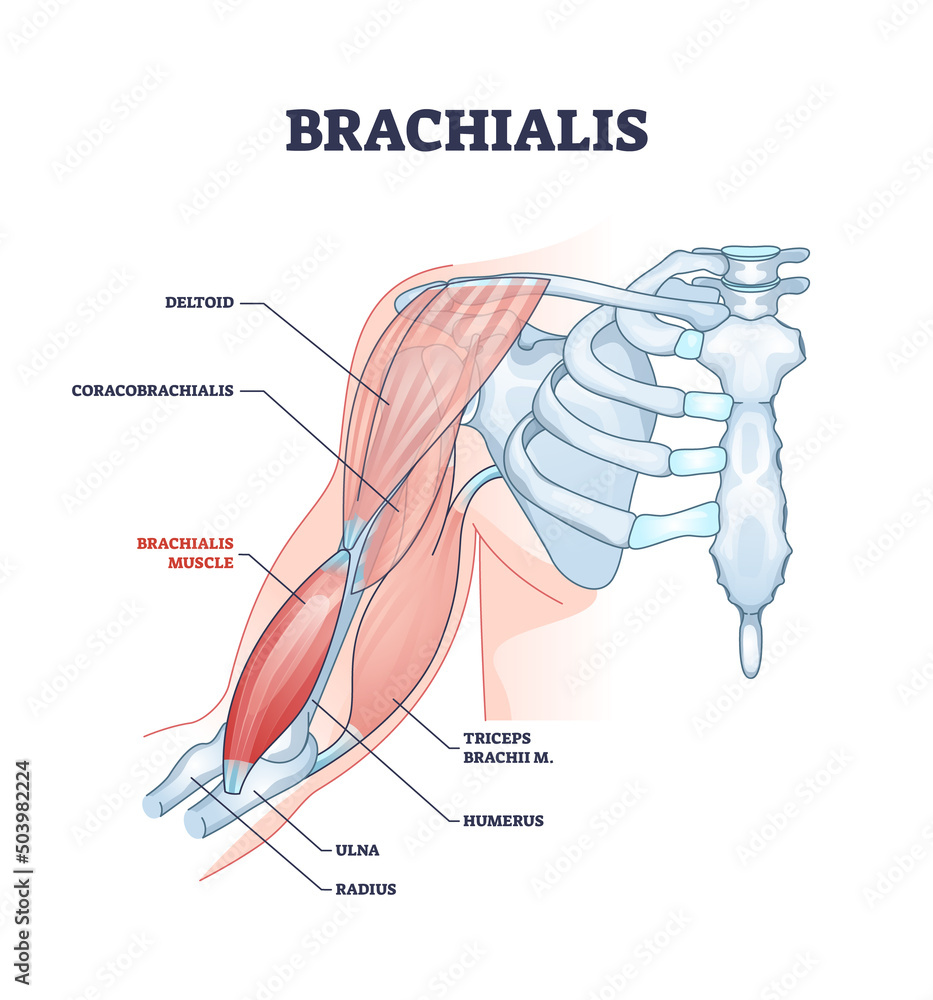 Brachialis muscle with human arm and shoulder bone structure outline