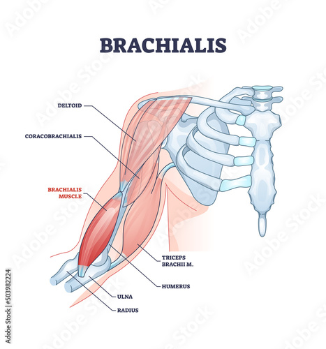 Brachialis muscle with human arm and shoulder bone structure outline diagram. Labeled educational medical deltoid and coracobrachialis scheme with muscular detailed description vector illustration. photo