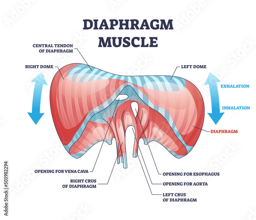 Diaphragm muscle with exhalation and inhalation movement outline diagram. Labeled educational scheme with isolated chest muscular system for respiratory breathing without ribs vector illustration. photo