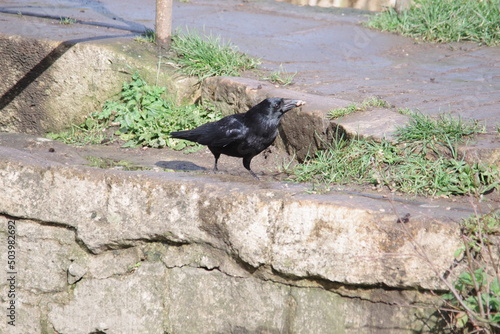 Common Raven with worm