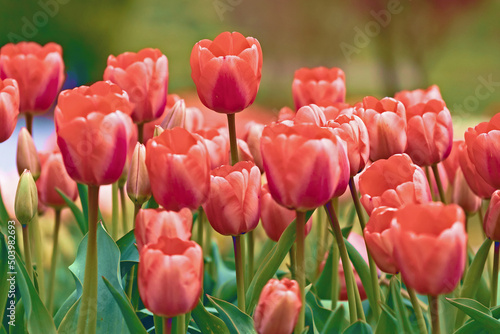 Frühlingsreise durch Tulpenbeete 