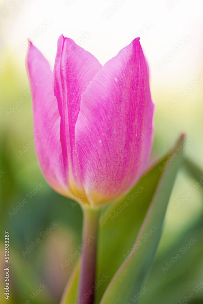 Frühlingsreise durch Tulpenbeete Frühlingsreise durch Tulpenbeete