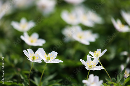 Białe kwiatki na białym w porannym świetle.