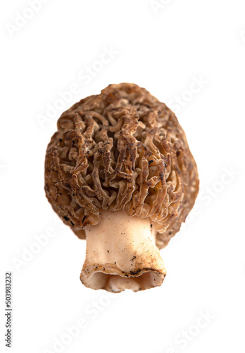 Morel Mushrooms Isolated on White Background