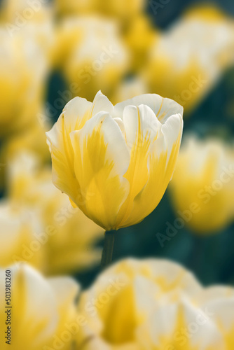 Frühlingsreise durch Tulpenbeete 