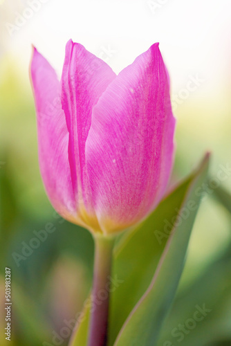Frühlingsreise durch Tulpenbeete 