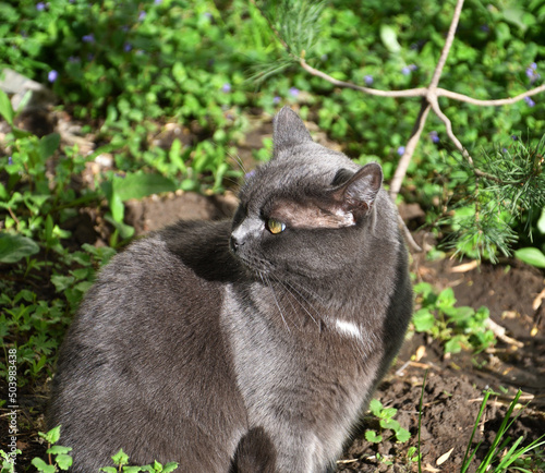 Obraz na płótnie Cat of the Chartreuse breed or a Cartesian cat on a walk in the spring morning