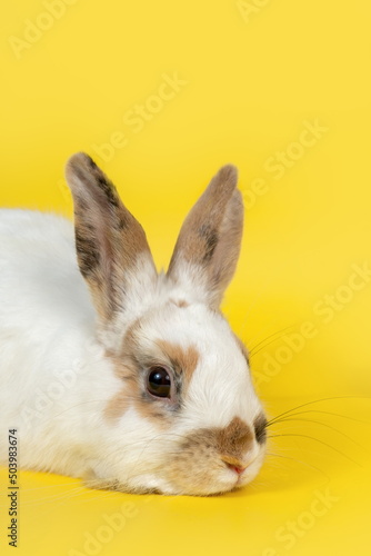 White rabbit with brown ears on yellow background. Domestic anim