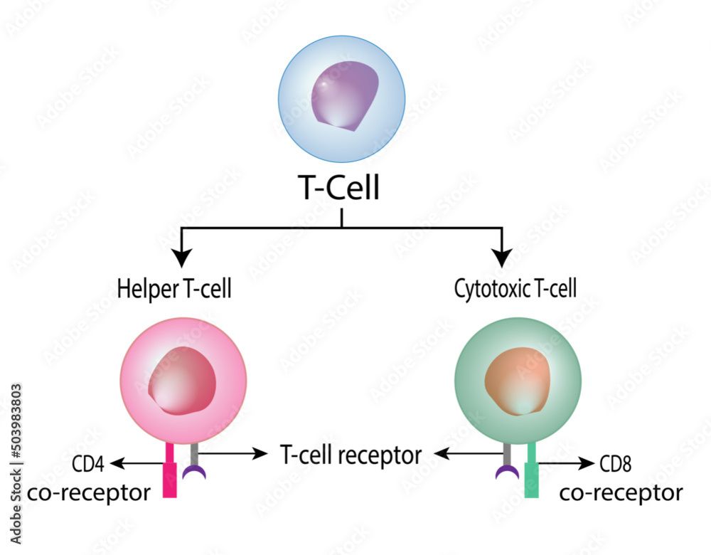 Stockvector T Cell, helper T cell and cytotoxic T cell, CD Antigen Types., CD4 And CD8. Vector