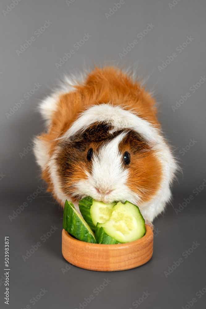 Guinea pig rosette on a gray background. Fluffy rodent guinea pig eating a cucumber on colored background
