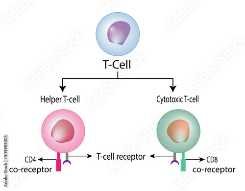  T Cell, helper T cell and cytotoxic T cell, CD Antigen Types., CD4 And CD8. Vector Illustration