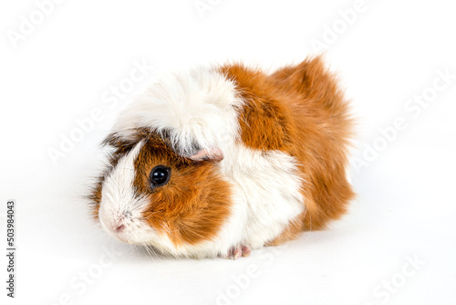 Guinea pig rosette on a white background. Fluffy rodent guinea pig on colored background