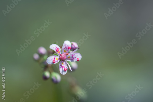 close up of a tiny flower Saxifraga hirsuta