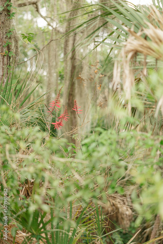 red flower among green foliage