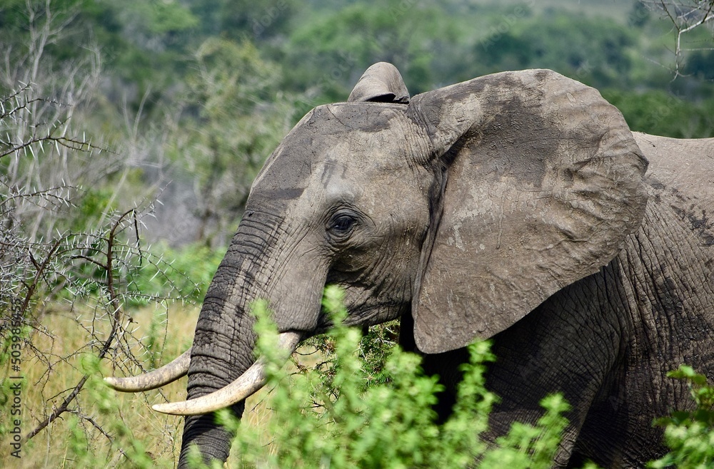 Elephant in Kruger Park South Africa 
