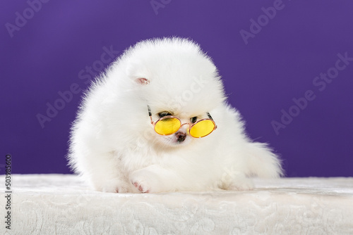 Cute Pomeranian dog in sunglasses