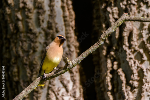 Cedar Waxwing Perched On Limb-5451