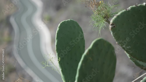 Shot of flora and cars on road through mountains near Tasarte, Gran Canaria, Canary Islands, Spain, Atlantic, Europe photo