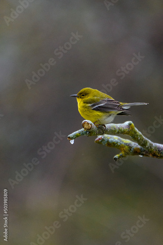 Pine Warbler Perched In Tree-4661