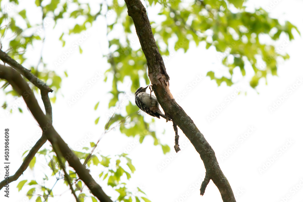 Fototapeta premium Woodpecker in Tree Eating Bugs