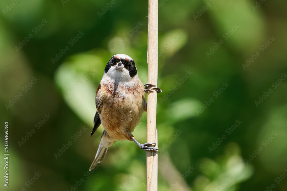 Naklejka premium European penduline tit (Remiz pendulinus)